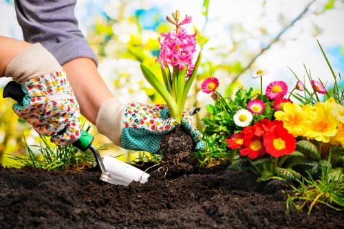 Tidy garden hedge shaping for curb appeal