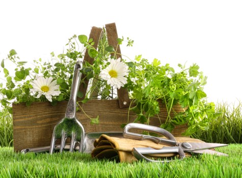 Regular hedge trimming and garden upkeep in De Beauvoir Town