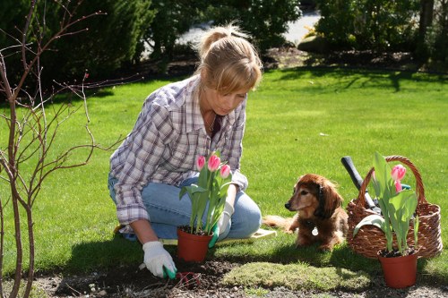 Seasonal hedge maintenance in a residential garden