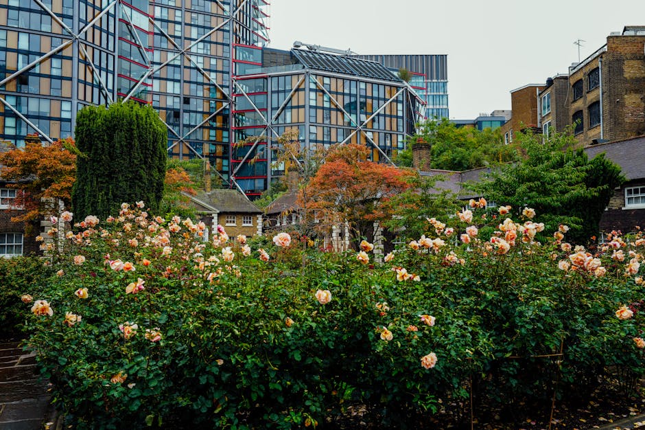 Essex Road garden maintenance by De Beauvoir Town gardeners