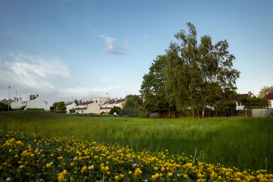A lush garden border featuring a variety of plants and flowers under bright natural lighting. Prominent in the foreground are tall, vibrant yellow flowering plants with long, slender green leaves. Sur